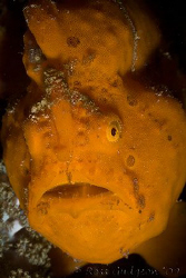 Orange anglerfish (or frogfish depending on where you're ... by Ross Gudgeon 